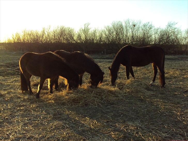 Dansk Varmblod Cæzar - Solnedgang med de andre venner billede 3