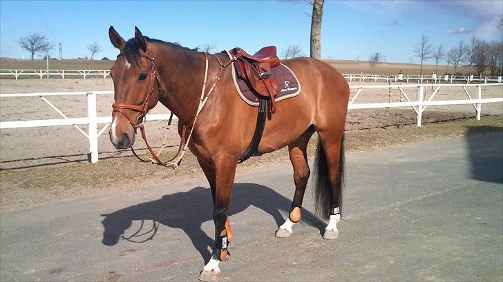 Dansk Varmblod Cappuchino - Chino står pænt og leger model, så jeg kan tage salgsbilleder af hans udstyr billede 39