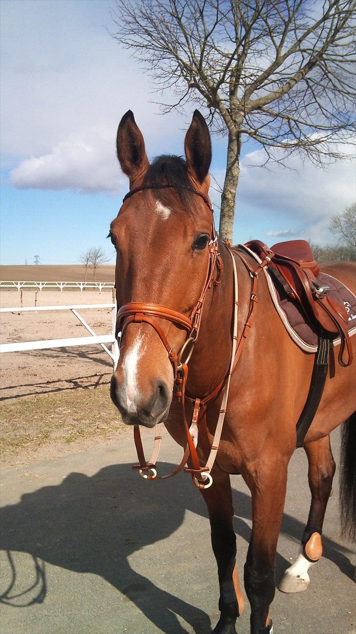 Dansk Varmblod Cappuchino - Chino står pænt og leger model, så jeg kan tage salgsbilleder af hans udstyr billede 40