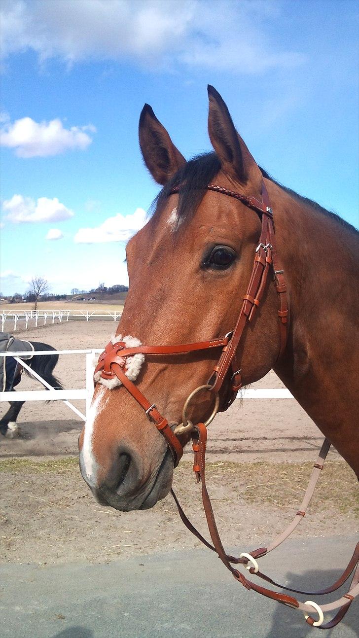 Dansk Varmblod Cappuchino - Chino står pænt og leger model, så jeg kan tage salgsbilleder af hans udstyr billede 41