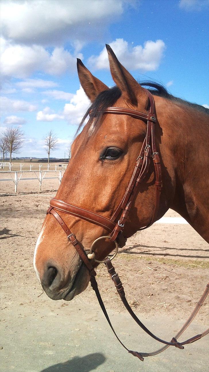 Dansk Varmblod Cappuchino - Chino står pænt og leger model, så jeg kan tage salgsbilleder af hans udstyr billede 42
