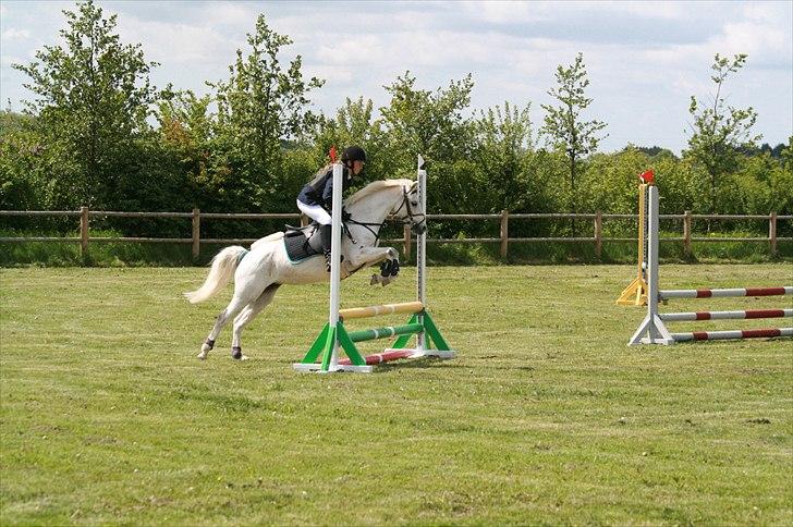Welsh Pony (sec B) beauty - velkommen til beautys profil   its a wonderful feeling  vores første lc billede 1