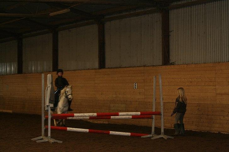Welsh Pony (sec B) beauty - springer 75 cm på en oxer  billede 2