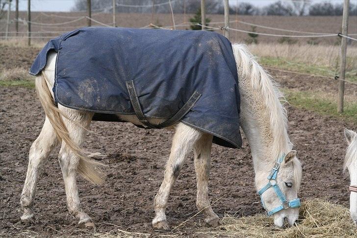 Welsh Pony (sec B) beauty - beauty på fold billede 5