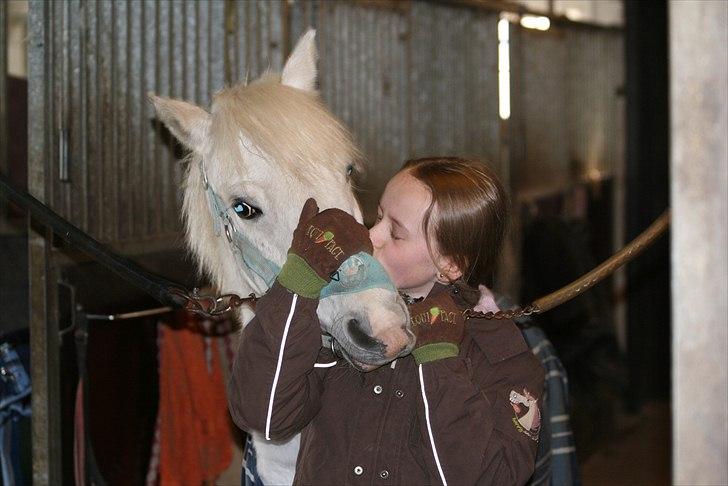 Welsh Pony (sec B) beauty - i love you billede 6