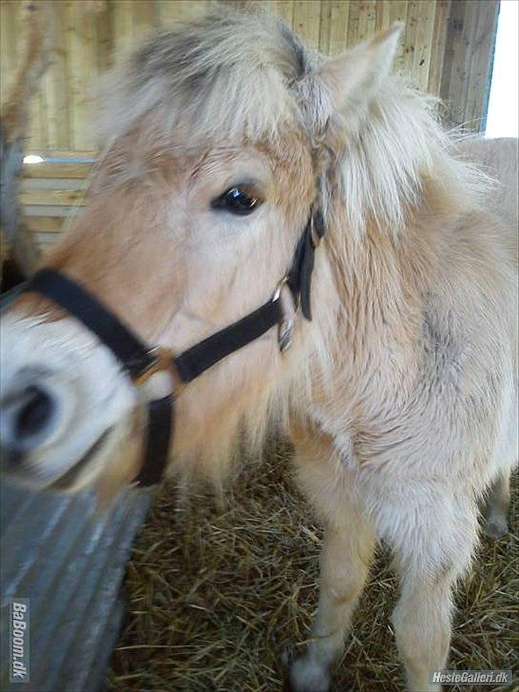 Fjordhest Bentley Prinsen  billede 1