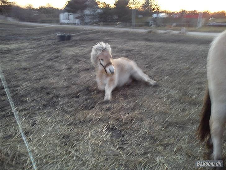 Fjordhest Bentley Prinsen  billede 2
