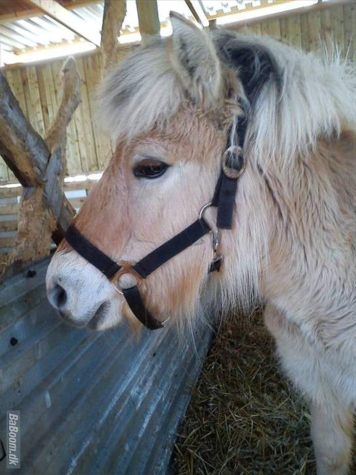 Fjordhest Bentley Prinsen  billede 3