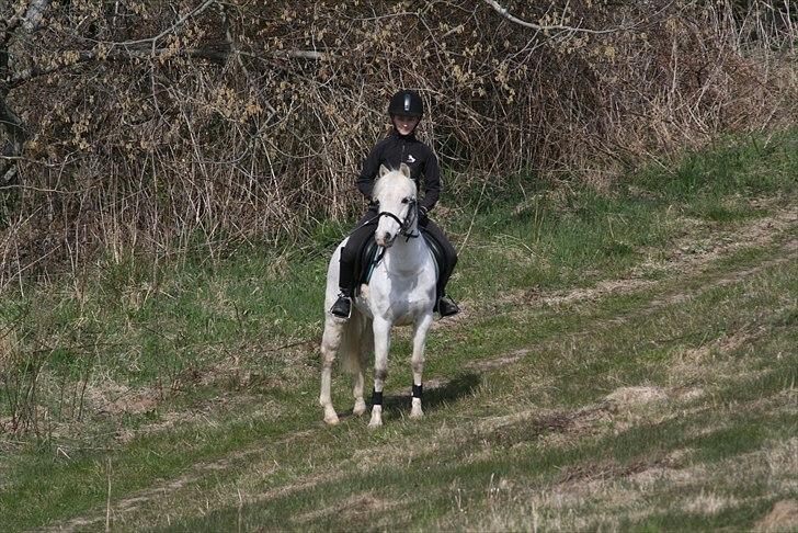 Welsh Pony (sec B) beauty - beauty på røsnæs billede 8