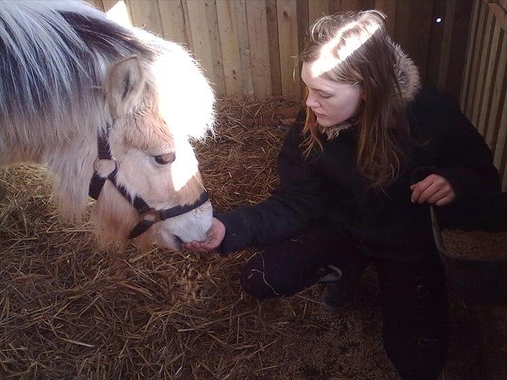Fjordhest Bentley Prinsen  billede 4