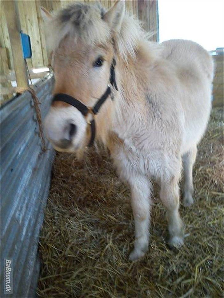 Fjordhest Bentley Prinsen  billede 5
