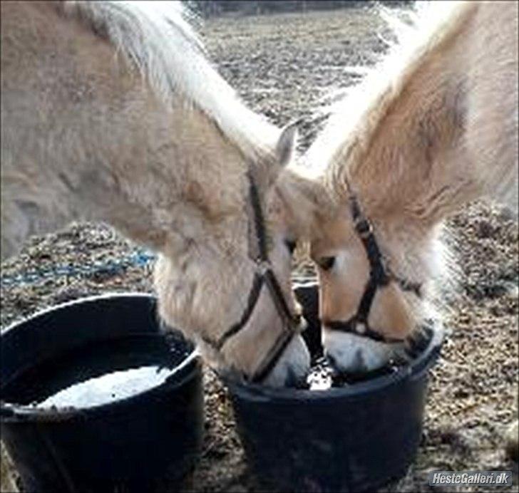 Fjordhest Bentley Prinsen  - lige kommet til stalden billede 6