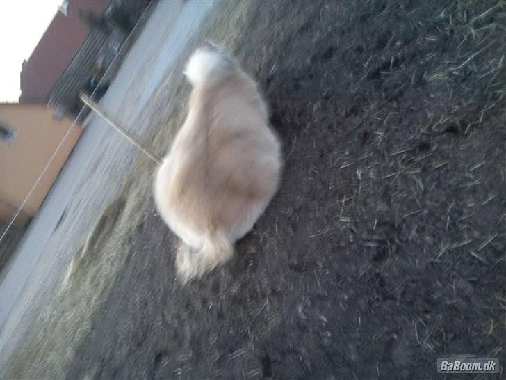 Fjordhest Bentley Prinsen  - putter lige billede 7