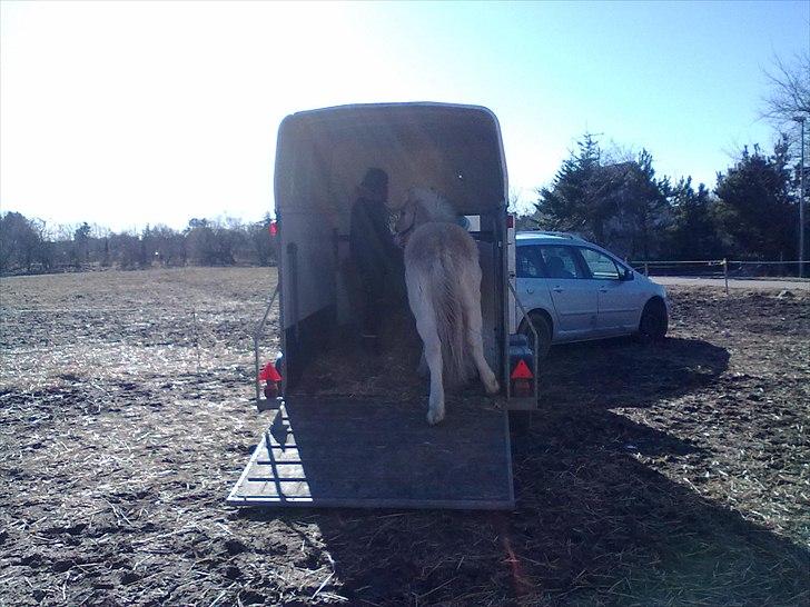 Fjordhest Bentley Prinsen  - så kom han endlig billede 8