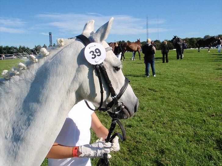 Welsh Pony (sec B) beauty - smukke beauty til storehestedag 2010 billede 9