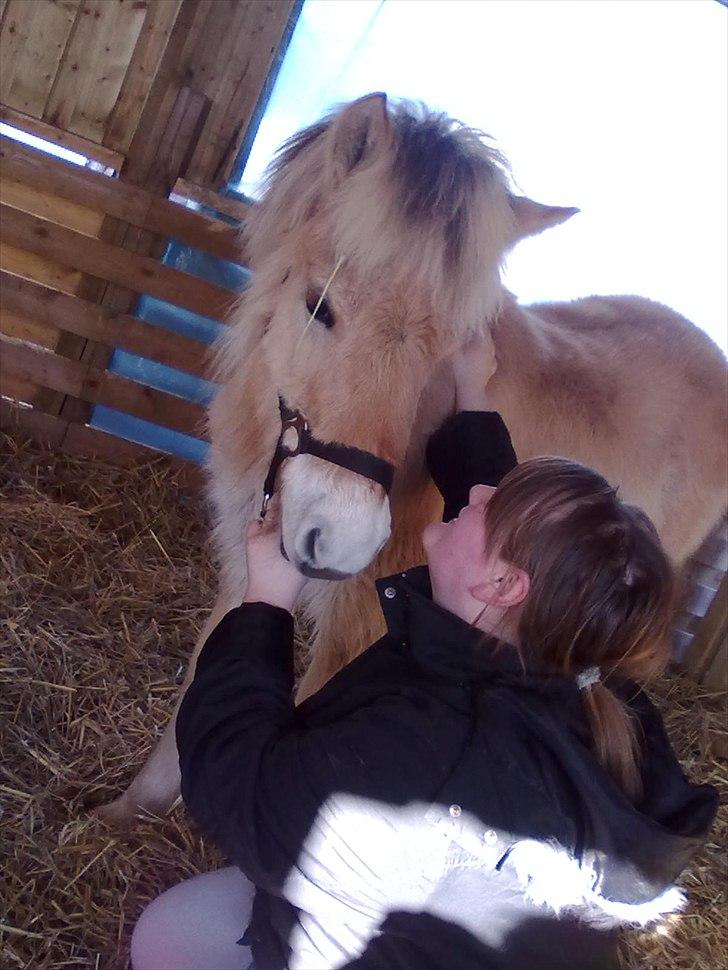 Fjordhest Bentley Prinsen  billede 9