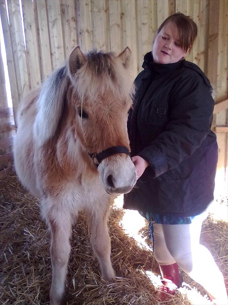 Fjordhest Bentley Prinsen  billede 10