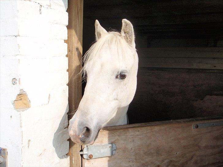 Welsh Pony (sec B) beauty - smukke pony billede 11