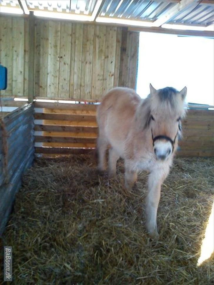 Fjordhest Bentley Prinsen  billede 11