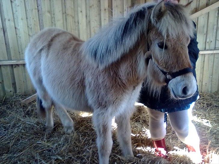 Fjordhest Bentley Prinsen  billede 12