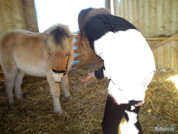 Fjordhest Bentley Prinsen  billede 13