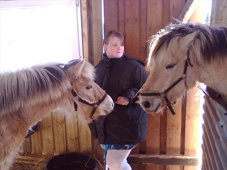 Fjordhest Bentley Prinsen  - for første gang de mødre hinandne billede 14