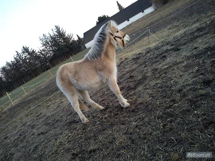 Fjordhest Bentley Prinsen  billede 15