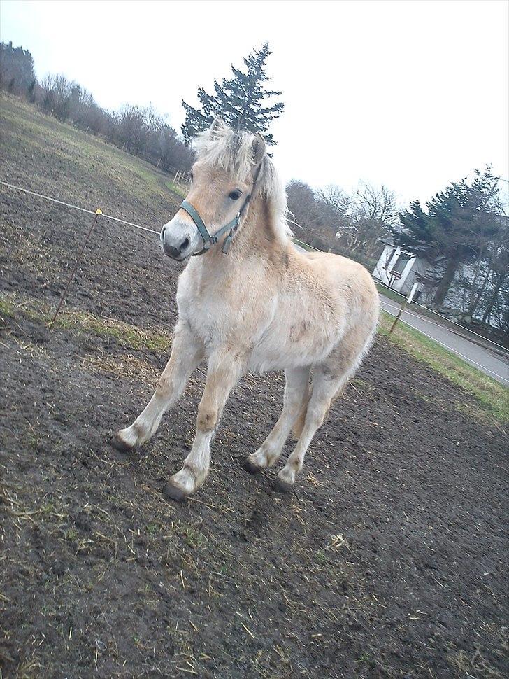 Fjordhest Bentley Prinsen  billede 16