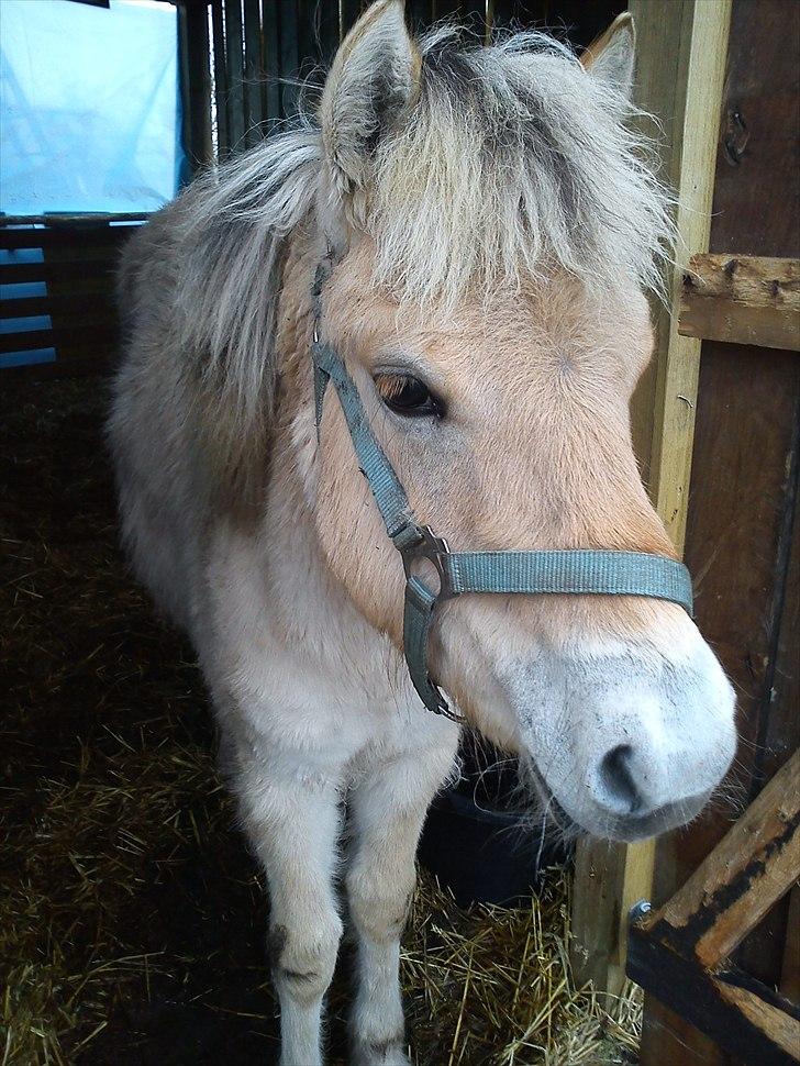 Fjordhest Bentley Prinsen  billede 17