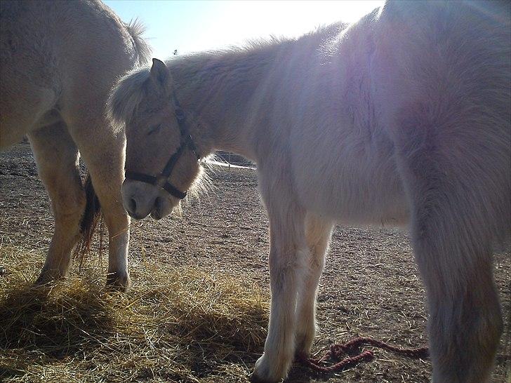 Fjordhest Bentley Prinsen  billede 18