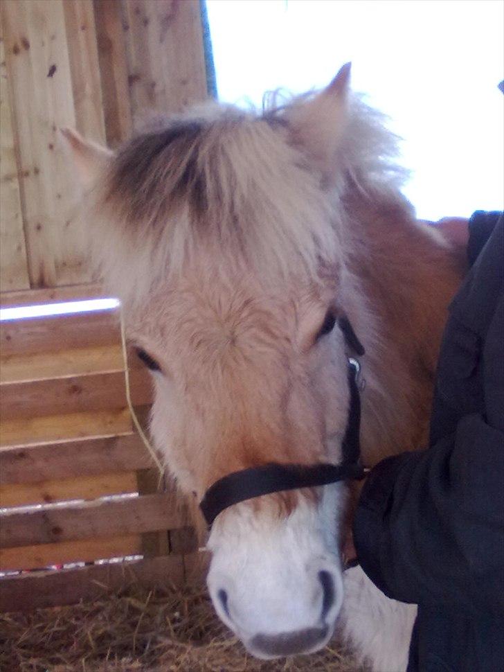 Fjordhest Bentley Prinsen  billede 19
