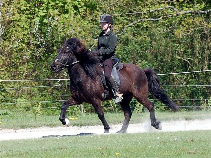 Islænder Ýfir fra Katulabo - *18 Vi fyrer den maks af til Træningsstævne!! FORÅR 2011 [Claus] billede 18