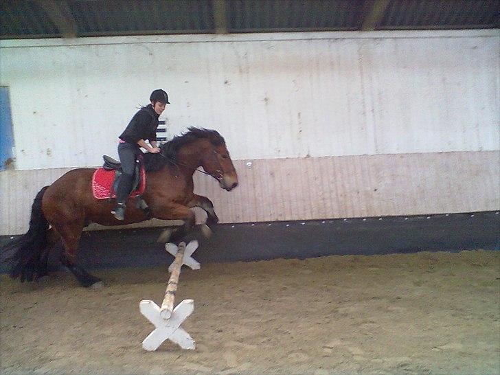 Belgier stenholmgårds Jeppe  charmetrolden <3 - yes vi skal springe (-: billede 5