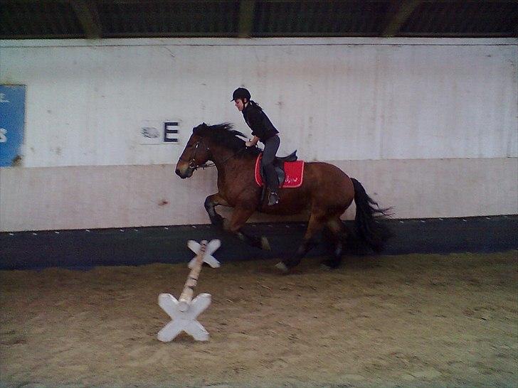 Belgier stenholmgårds Jeppe  charmetrolden <3 - SPRING:D billede 6