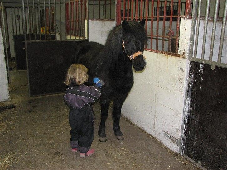 Dartmoor Babe´s Jamilla billede 6