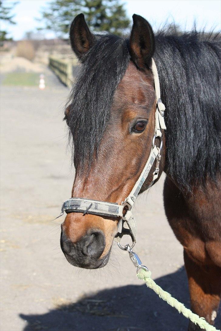 Anden særlig race Brenda/Carina billede 12