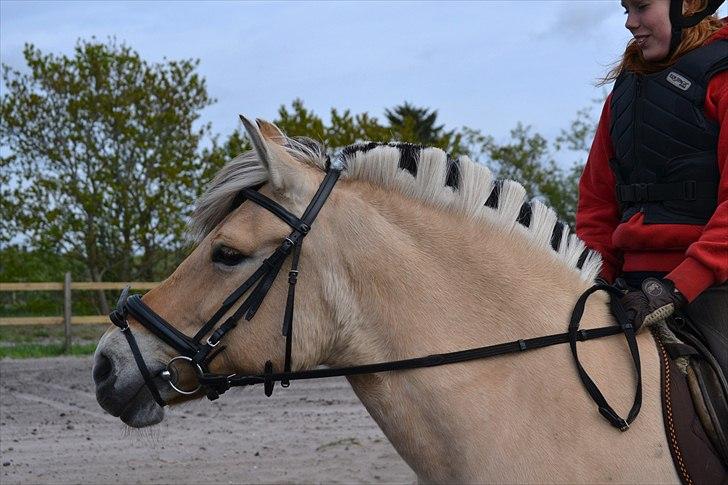 Fjordhest Sofie<33 -  <33 

FOTO: Anne-Sofie Nielsen billede 11