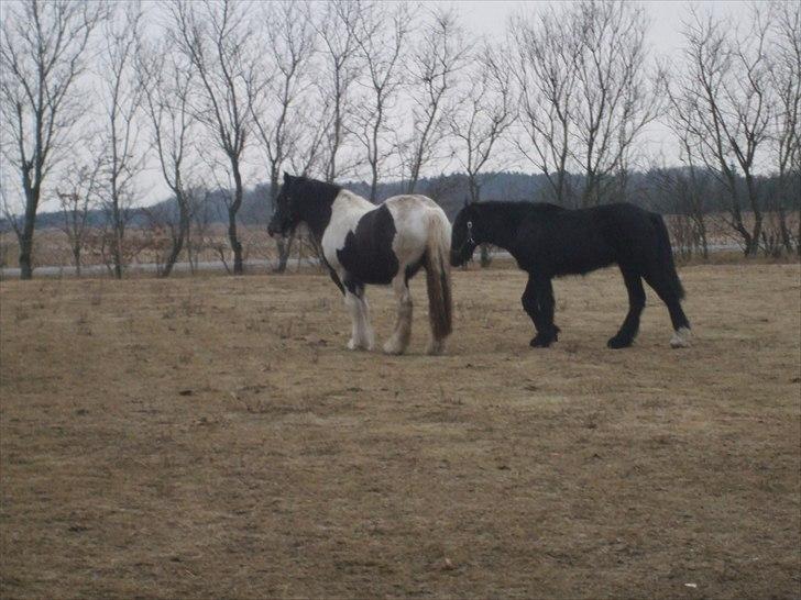 Tinker Fogderups Eithna billede 13