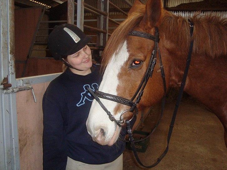 Engelsk Varmblod Edward (solgt) - Så er vi klar til at stige op og skridte ud og ride puhha tænker Edward (Foto: Camilla Nørgaard) billede 9