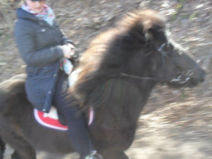 Islænder Enok fra Freersvang  billede 14