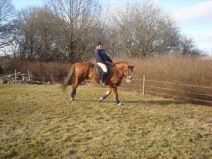 Engelsk Varmblod Edward (solgt) - Galop d. 25/3 2011 (Foto: Camilla Nørgaard) billede 15