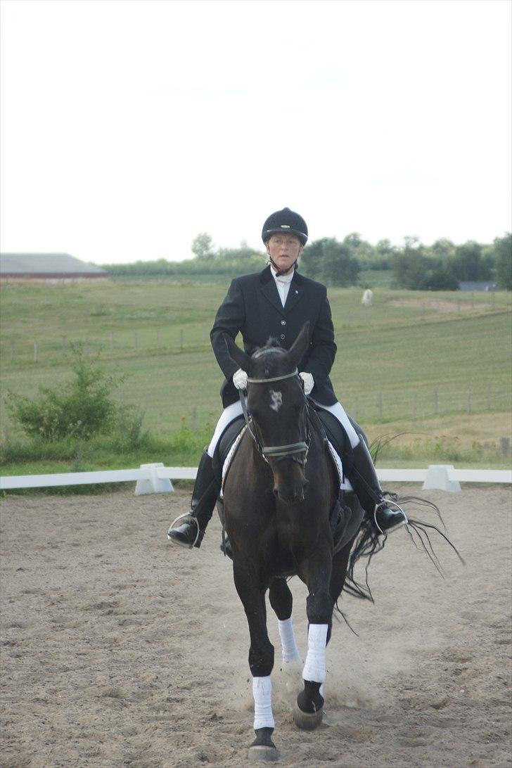 Dansk Varmblod Zenta - Mor og Zenta til stævne :D billede 13