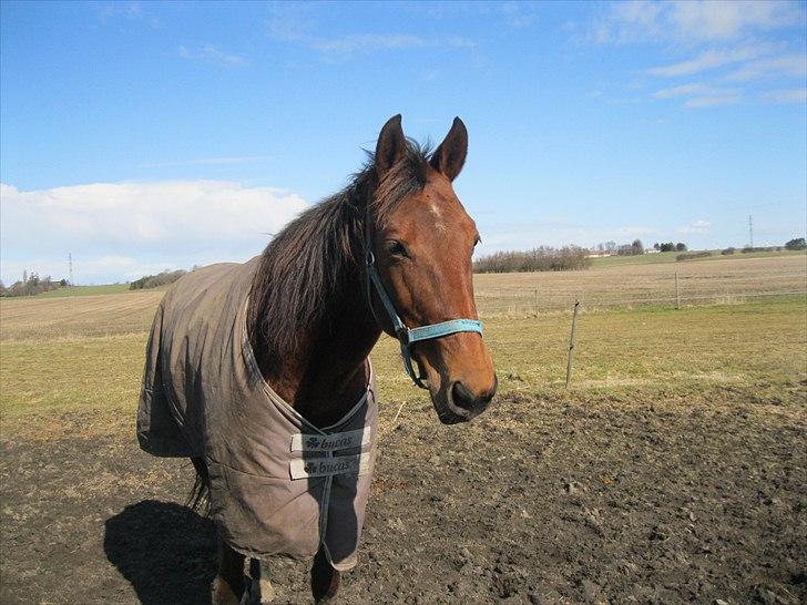 Traver Seeker Hornline *R.I.P* billede 14