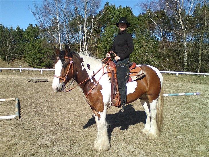 Irish Cob Holm´s Silas of Picasso - marts 2011 billede 15