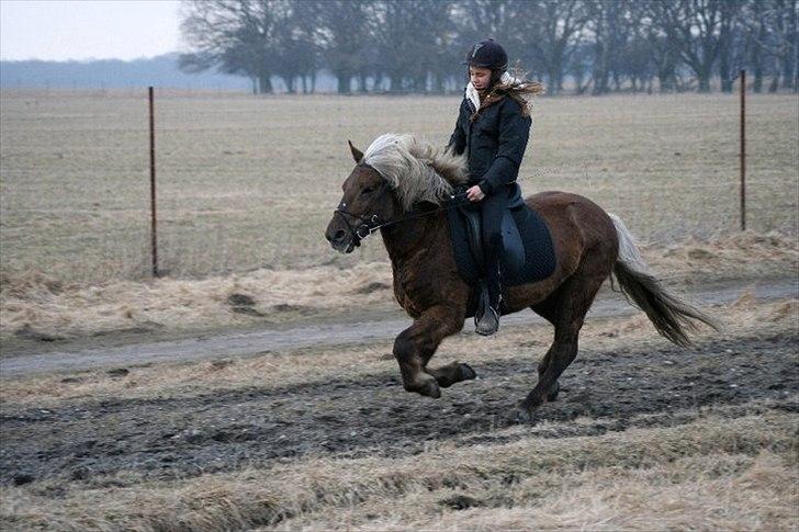 Islænder Faxi fra Ejsing Mark  - Galop 2011 - På sletten :) <3 billede 14