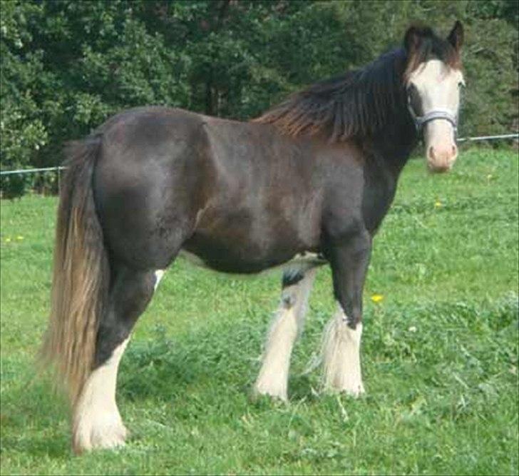 Irish Cob KENZO'S GENESIS ( solgt) billede 1