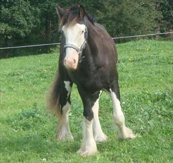 Irish Cob KENZO'S GENESIS ( solgt) billede 2