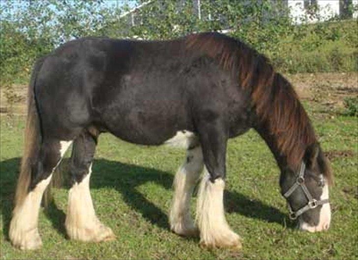 Irish Cob KENZO'S GENESIS ( solgt) billede 3