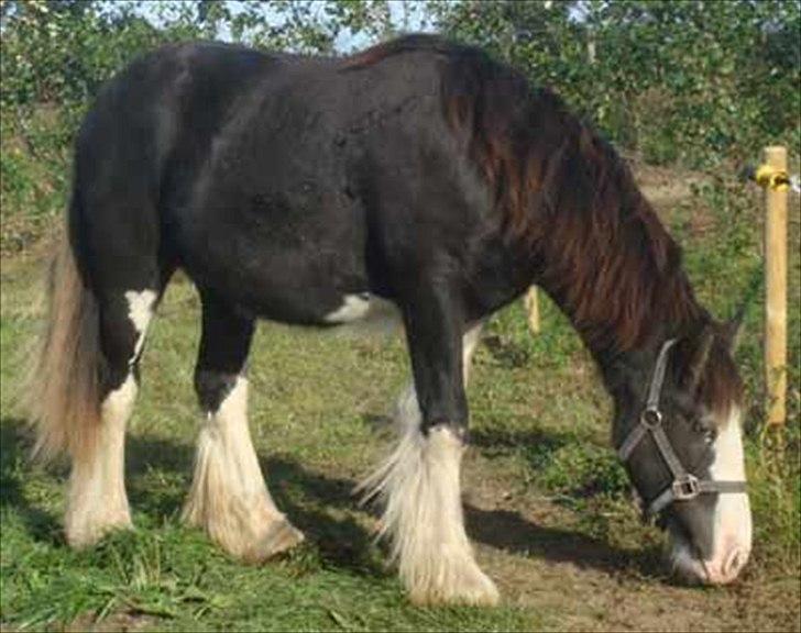 Irish Cob KENZO'S GENESIS ( solgt) billede 5