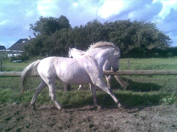Knabstrupper Zenya Chanel SOLGT billede 19